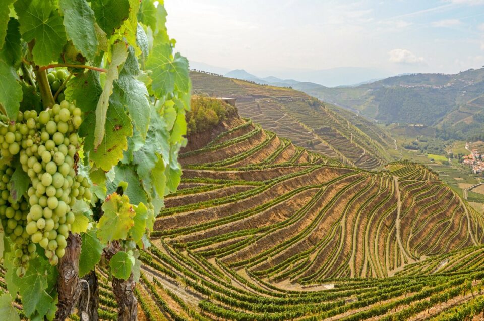 Portugal Wine Regions – More Than Just the Douro Valley