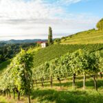 10 Best Wineries to Visit in Douro Valley