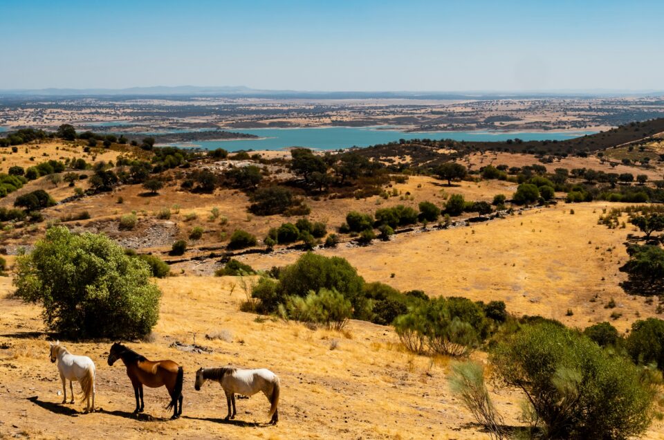 Private Transfer from Lisbon to São Lourenço do Barrocal – Luxury Door-to-Door Travel