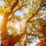 Harvest Season in Portugal: Wine, Olives & Autumn Tables