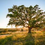 Discover Portugal’s Cork Tree Forests: A Luxurious Journey into Nature & Heritage