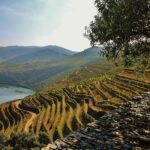Top 10 Farm-to-Table Experiences in Portugal for Discerning Travelers
