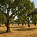 The Cork Forests of Alentejo: Portugal’s Quiet Green Revolution