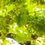 The Best Wine Regions in Portugal (Beyond the Douro): A Private Journey for True Wine Lovers