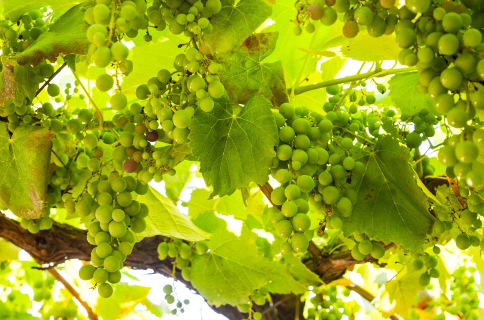 The Best Wine Regions in Portugal (Beyond the Douro): A Private Journey for True Wine Lovers