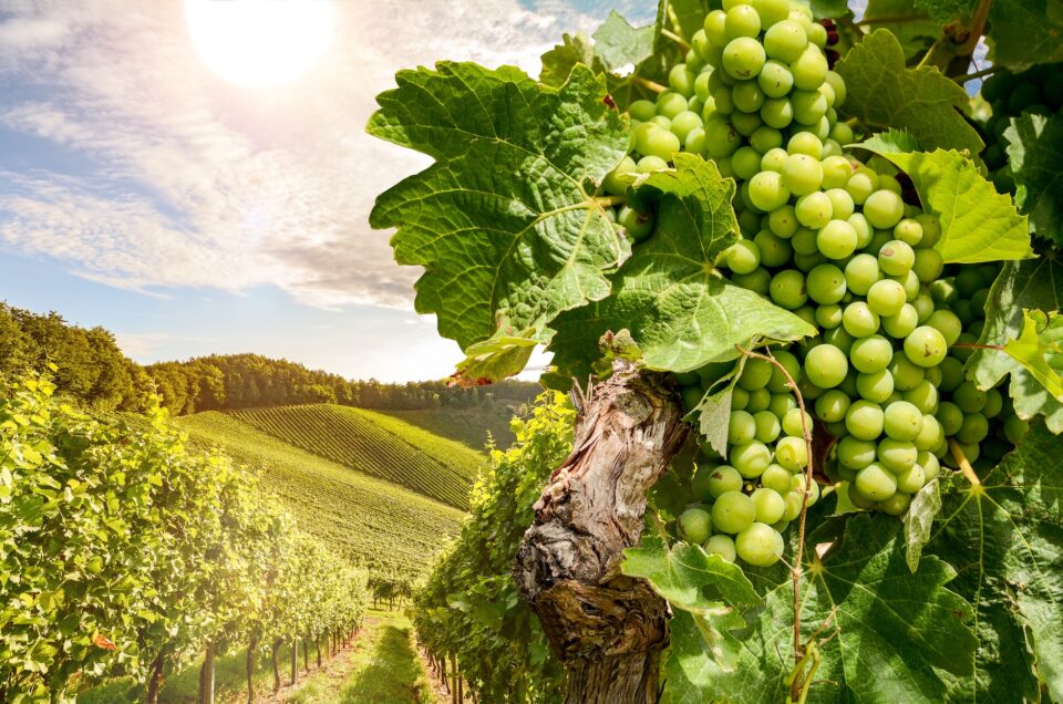 Best Wineries in Portugal – A Journey Through the Country’s Most Prestigious Estates