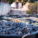 Harvest Season in Portugal: A Gourmet’s Private Journey Through Autumn Harvest Season in Portugal: A Gourmet’s Private Journey Through Autumn