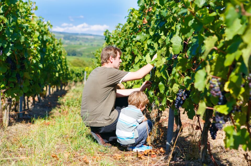 Portugal’s Ultimate Wine Route – From North to South in Private Style