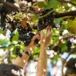 Portuguese Wine Regions Beyond Douro – Hidden Gems for Wine Connoisseurs