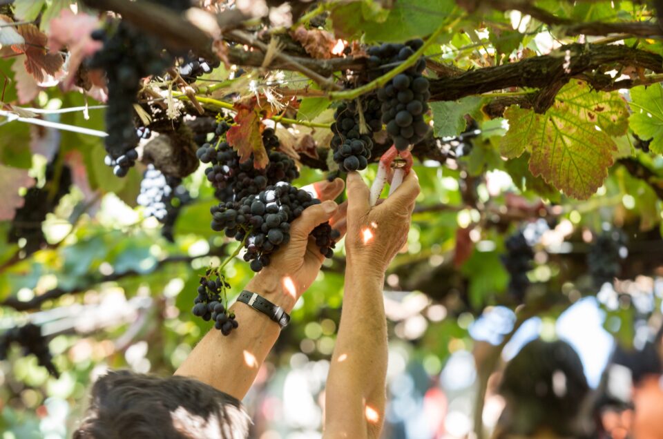 Portuguese Wine Regions Beyond Douro – Hidden Gems for Wine Connoisseurs