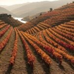 21 Best Wineries in Portugal to Visit Now – Hidden Gems & Top Picks 21 Best Wineries in Portugal to Visit Now – Hidden Gems & Top Picks