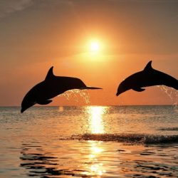 boat_tours_lisbon_dolphin_watching_lisbon