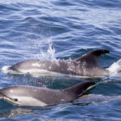 dolphin_watch_lisbon_portugal_tours