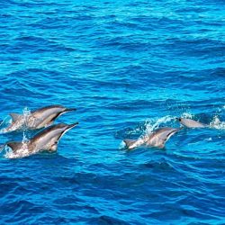 dolphin_watching_lisbon_portugal