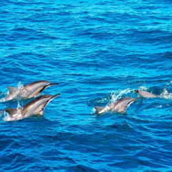 dolphin_watching_lisbon_portugal