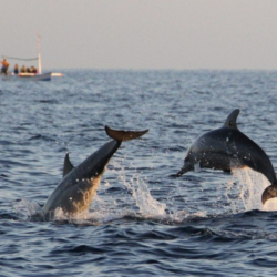 dolphin_watching_lisbon_portugal_tours