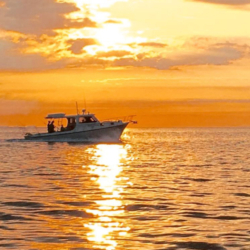 dolphin_watching_lisbon_portugal_tours_arrabida