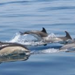 dolphin_watching_lisbon_tour_best