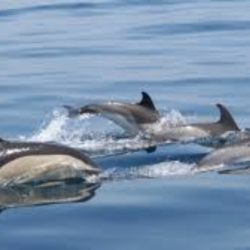 dolphin_watching_lisbon_tour_best