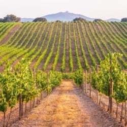 alentejo_winery_tours_from_lisbon_evora