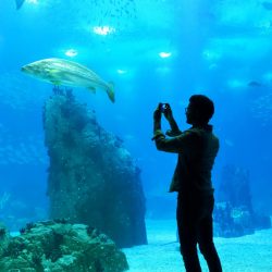 Half-Day Private Tour Oceanarium of Lisbon + Cable Car