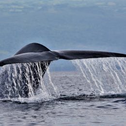 Portugal Magik Azores Islands Tours