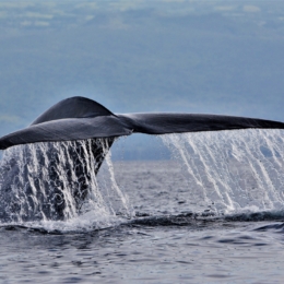 Portugal Magik Azores Islands Tours