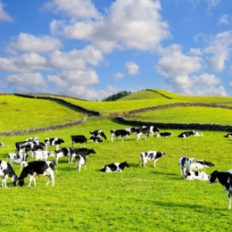 Portugal Magik Azores Islands Tours