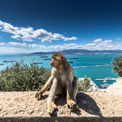 gibraltar_day_trip_monkeys