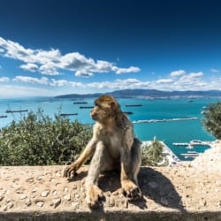 gibraltar_day_trip_monkeys