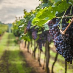 wine_tasting_lisbon_sintra_portugal