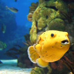 Half-Day Private Tour Oceanarium of Lisbon + Cable Car