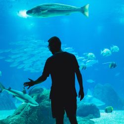 Half-Day Private Tour Oceanarium of Lisbon + Cable Car