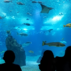 Half-Day Private Tour Oceanarium of Lisbon + Cable Car