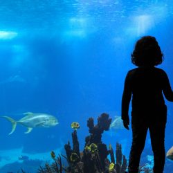 Half-Day Private Tour Oceanarium of Lisbon + Cable Car