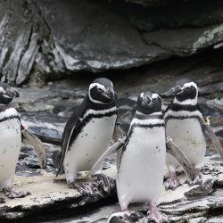 Half-Day Private Tour Oceanarium of Lisbon + Cable Car