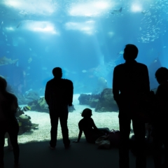 Half-Day Private Tour Oceanarium of Lisbon + Cable Car