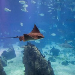 Half-Day Private Tour Oceanarium of Lisbon + Cable Car