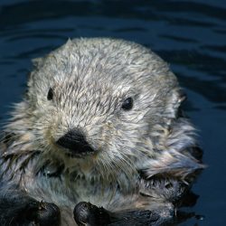 Half-Day Private Tour Oceanarium of Lisbon + Cable Car