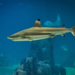 Half-Day Private Tour Oceanarium of Lisbon + Cable Car