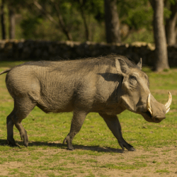 animals_badoca_park_portugal_tour