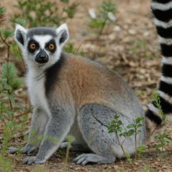 lemur_badoca_park_portugal_tour