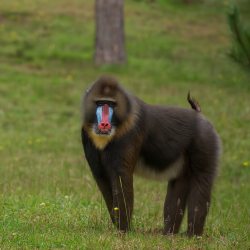 monkeys_badoca_park_portugal_tour