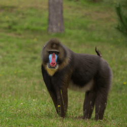 monkeys_badoca_park_portugal_tour