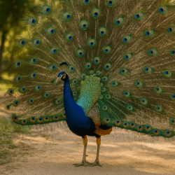 peacook_peafowl_badoca_park_portugal_tour