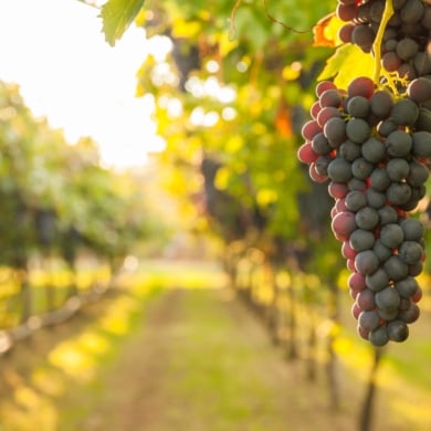 Portugal’s Hidden Wine Gems: Dão and Bairrada Regions